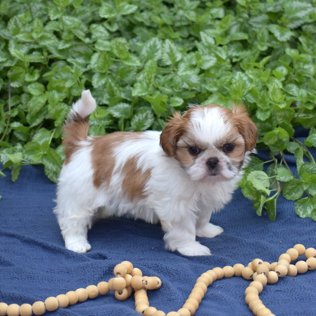shih tzu for sale