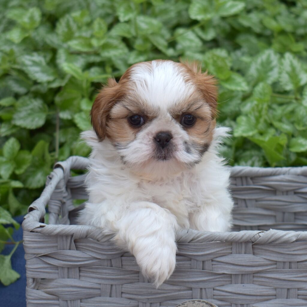 shih tzu for sale near me dc