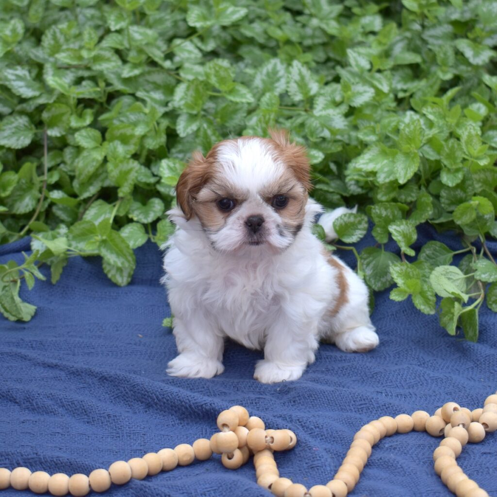 shih tzu for sale vet checked