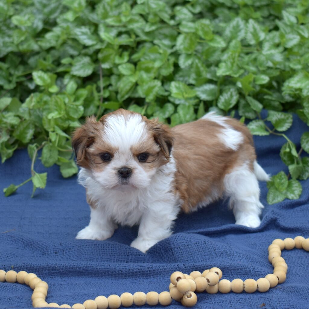 shih tzu puppy