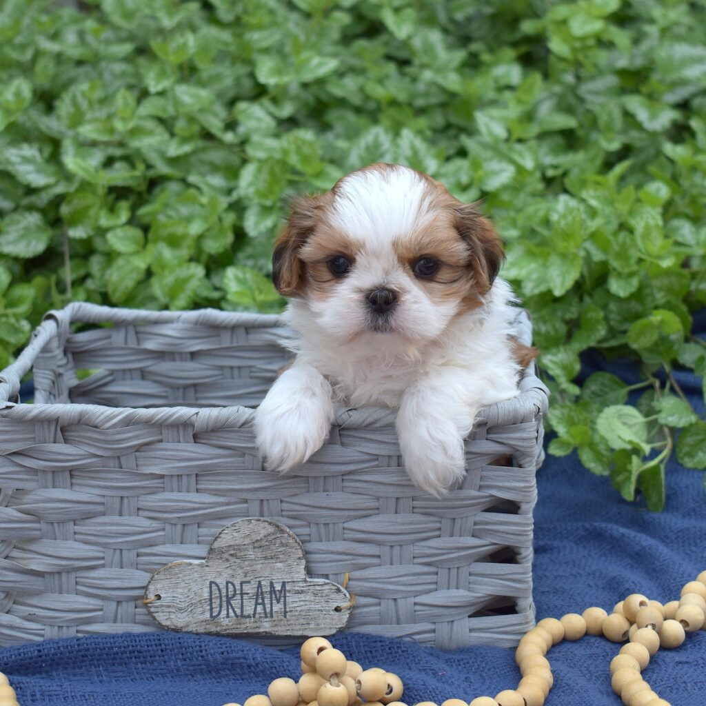 shih tzu puppy for sale near dc