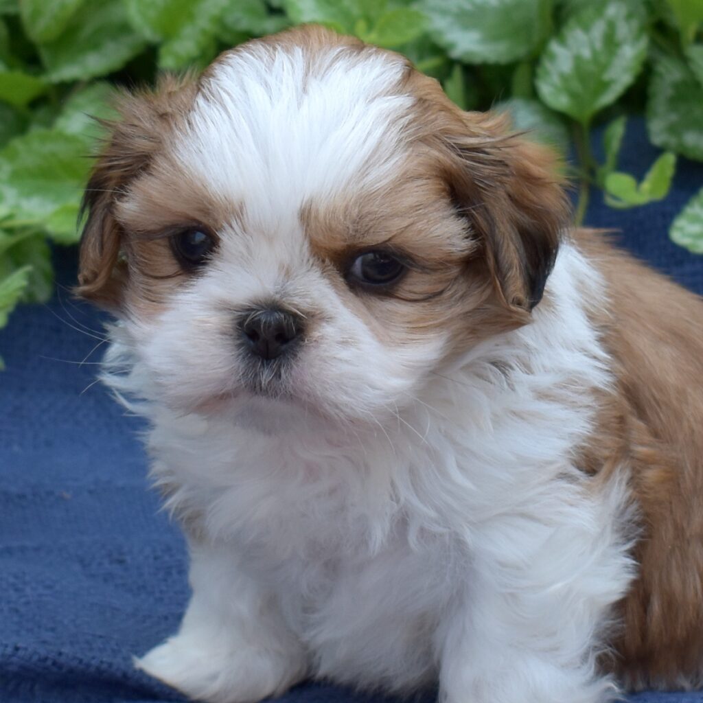 shih tzu puppy for sale pa