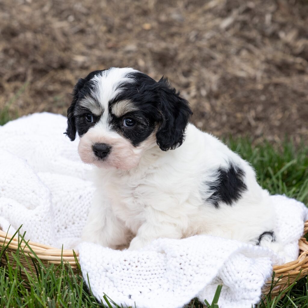 Cavachon puppies lancaster pa