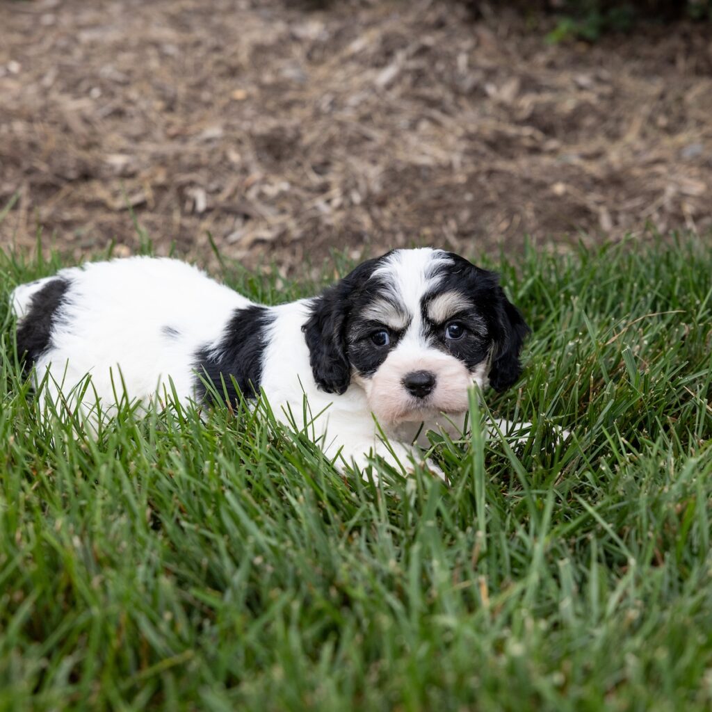 Cavachon puppies lancaster pa cute