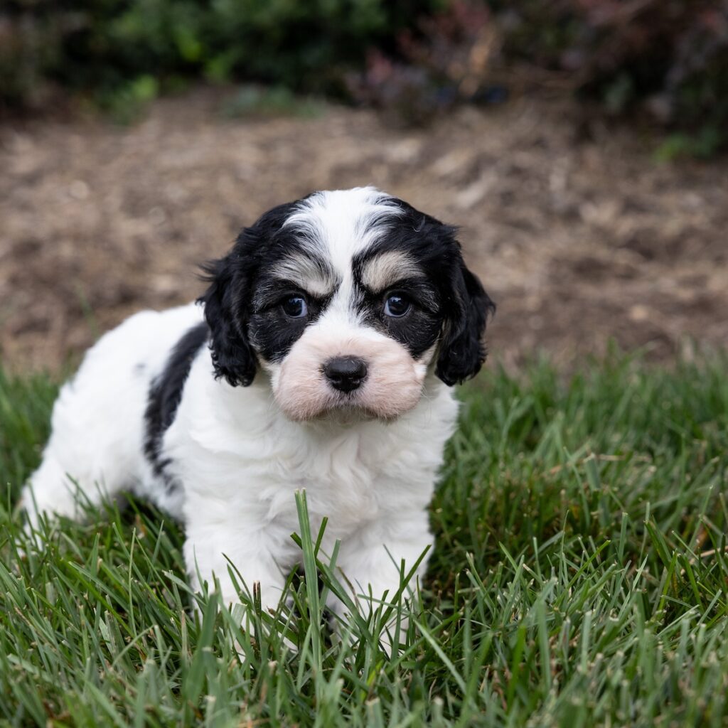 Cavachon puppies lancaster pa for sale
