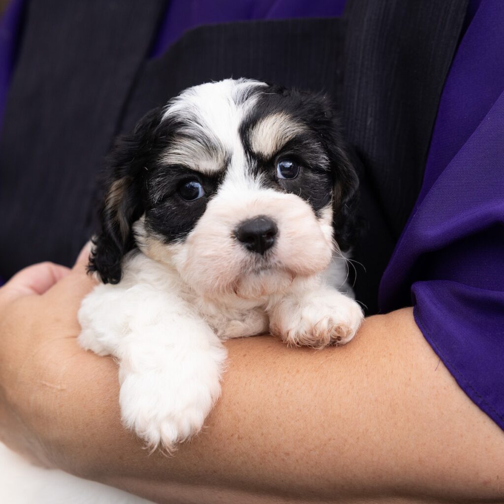 Cavachon puppies lancaster pa for sale near me
