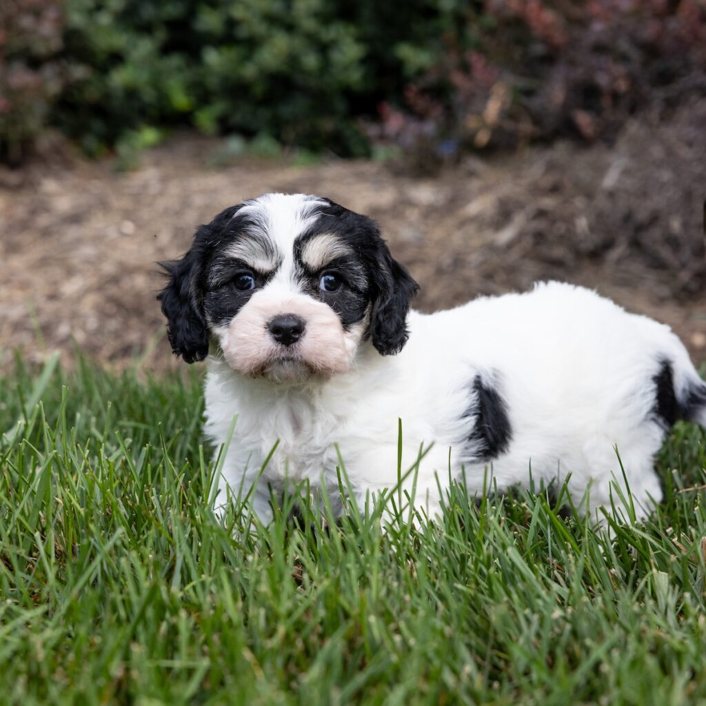 Cavachon puppies lancaster pa for sale vet checked