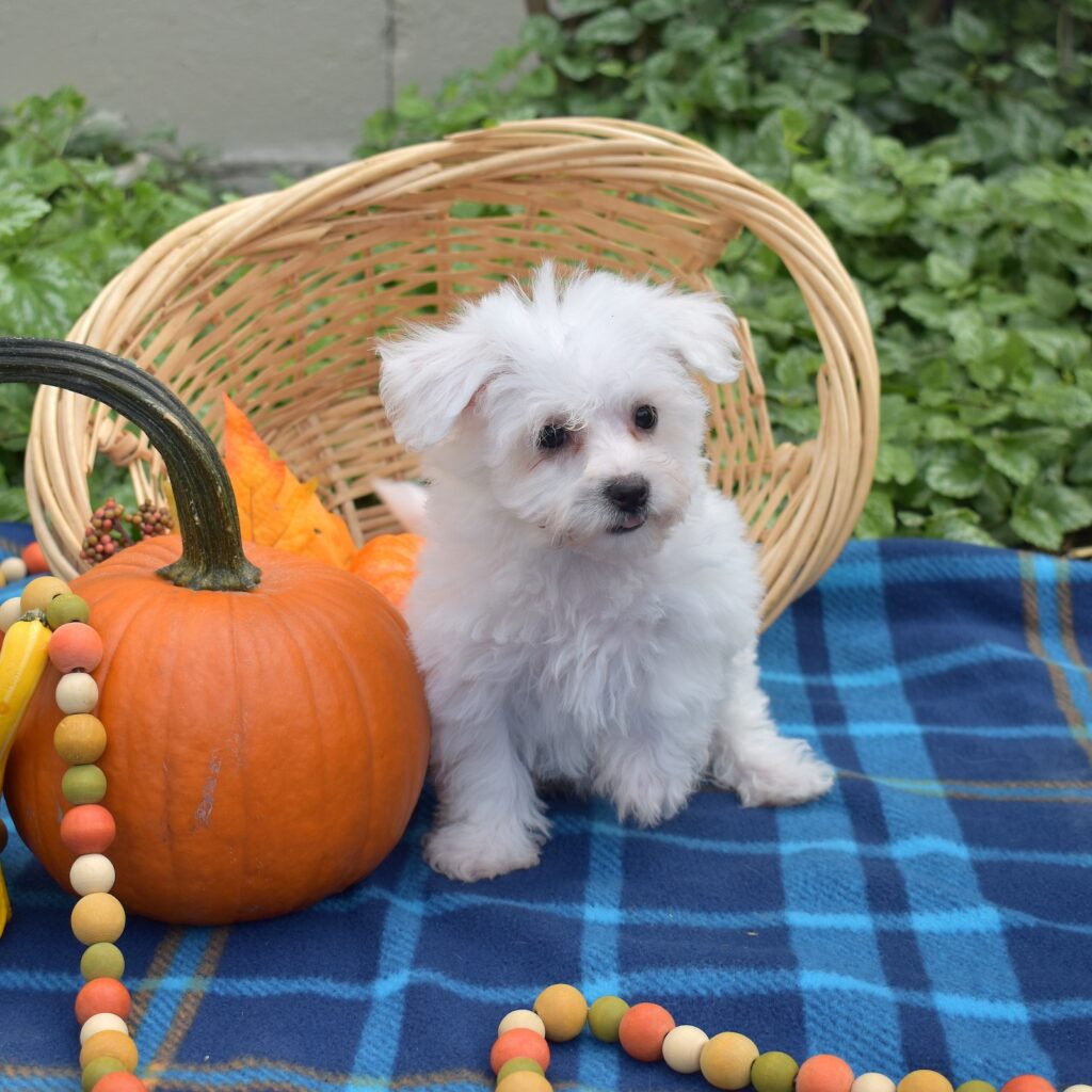 Mini bichon
