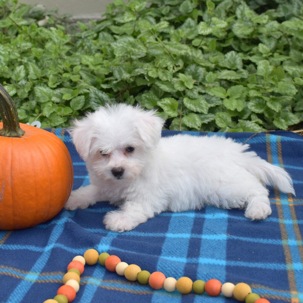 Mini bichon breeder