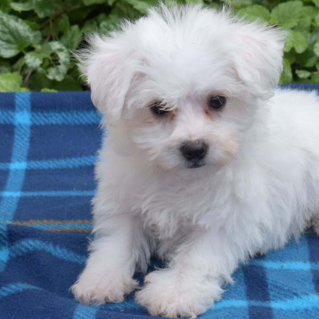 Mini bichon breeders