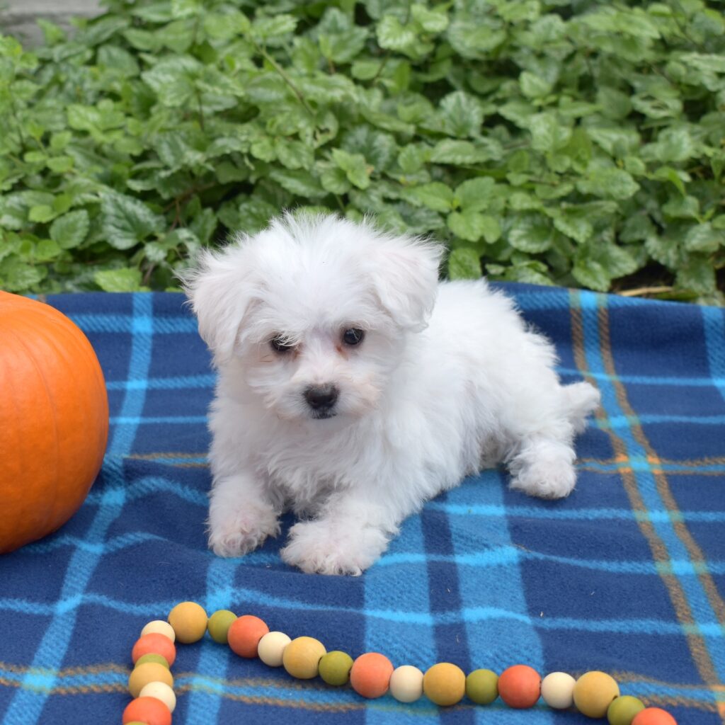 Mini bichon lancaster pa