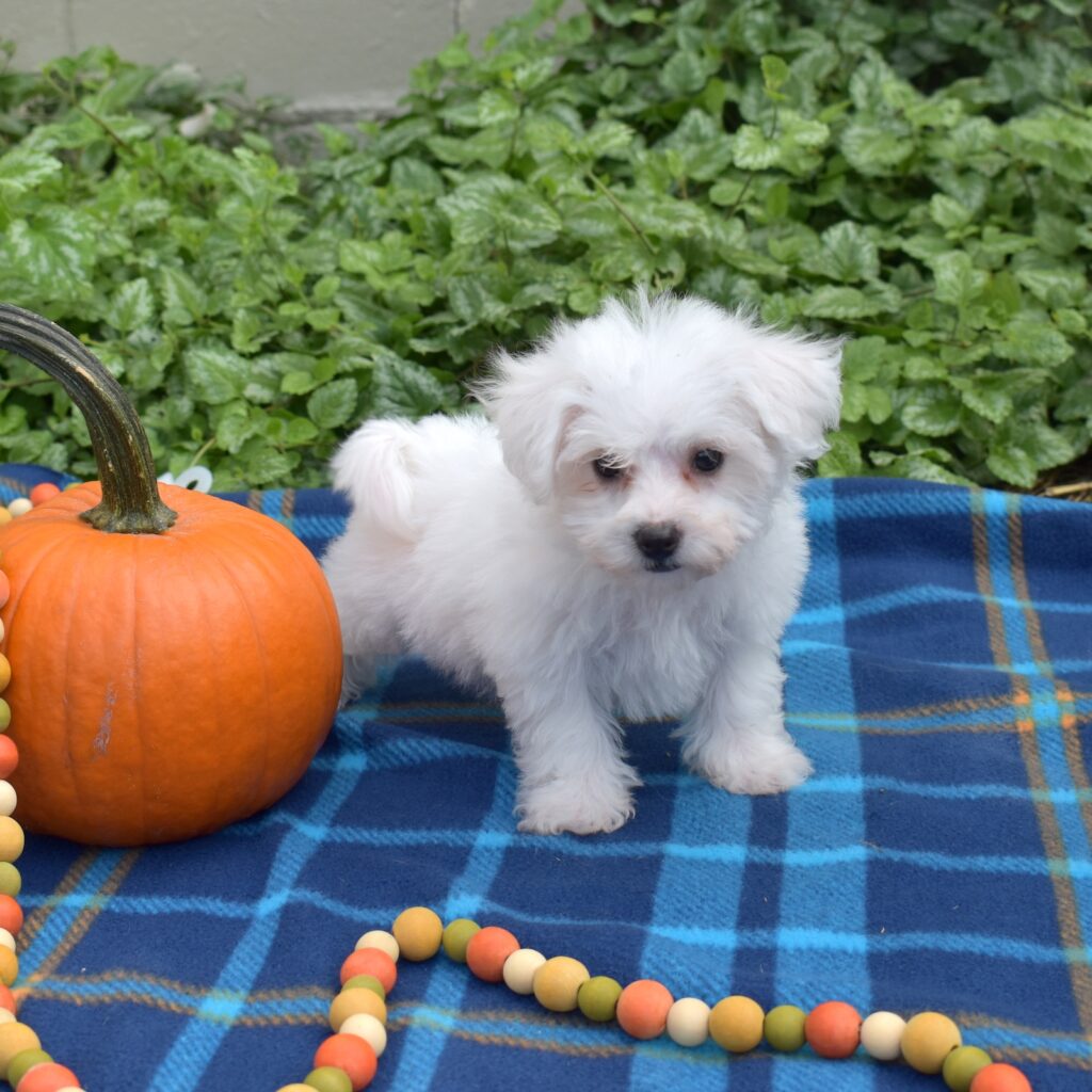 Mini bichon puppies
