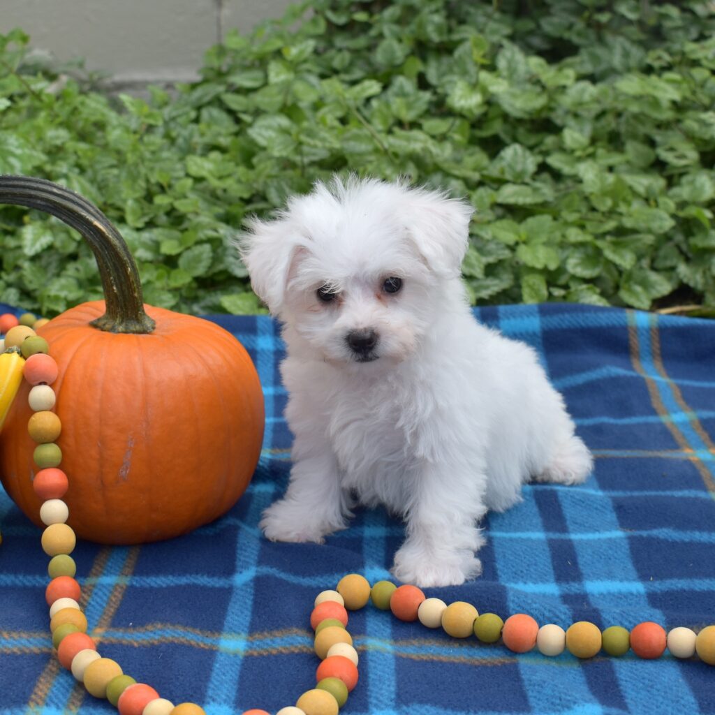 Mini bichon puppy