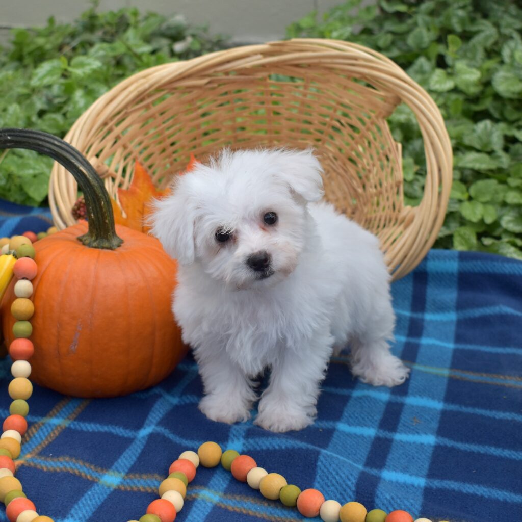 Mini bichons