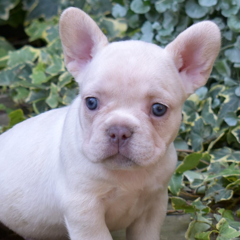 adorable frenchies for sale