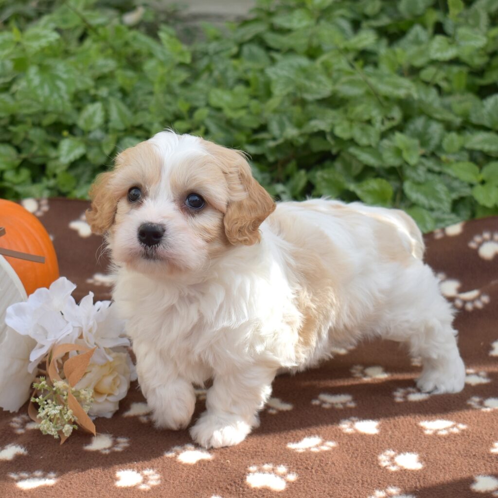 adorable. cavachon puppies pa