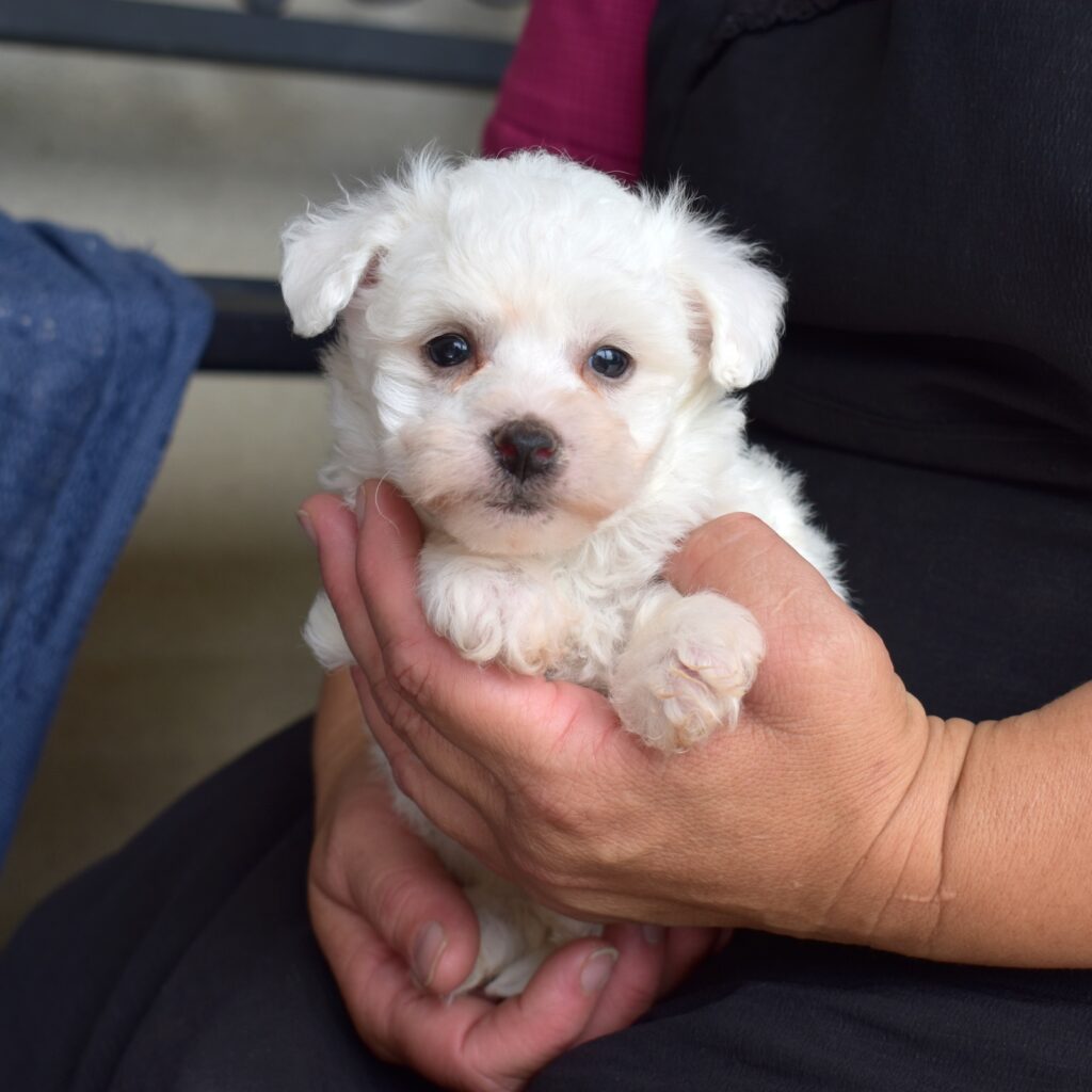 bichon frise mini