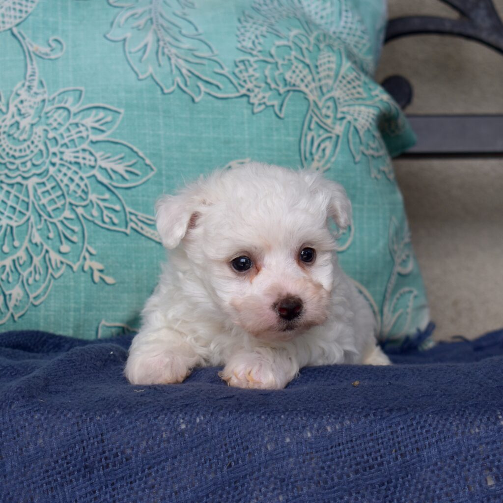 bichon frise mini in pa