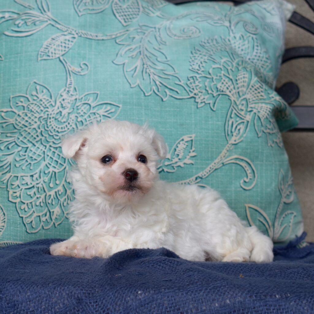bichon frise mini near me_
