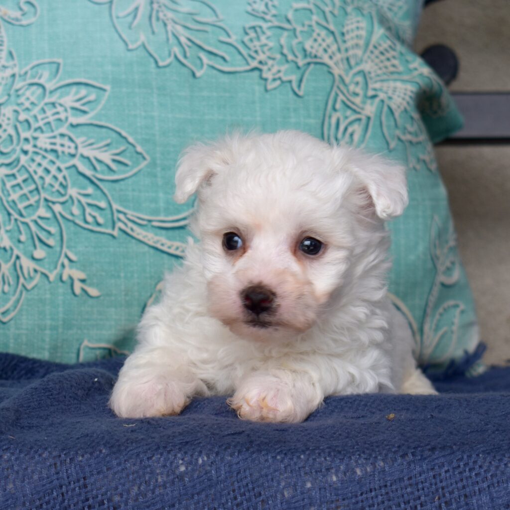 bichon frise mini pa
