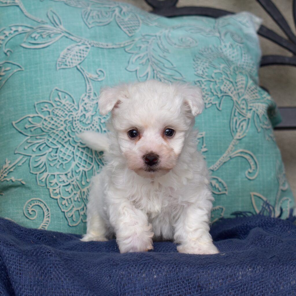 bichon frise mini puppies