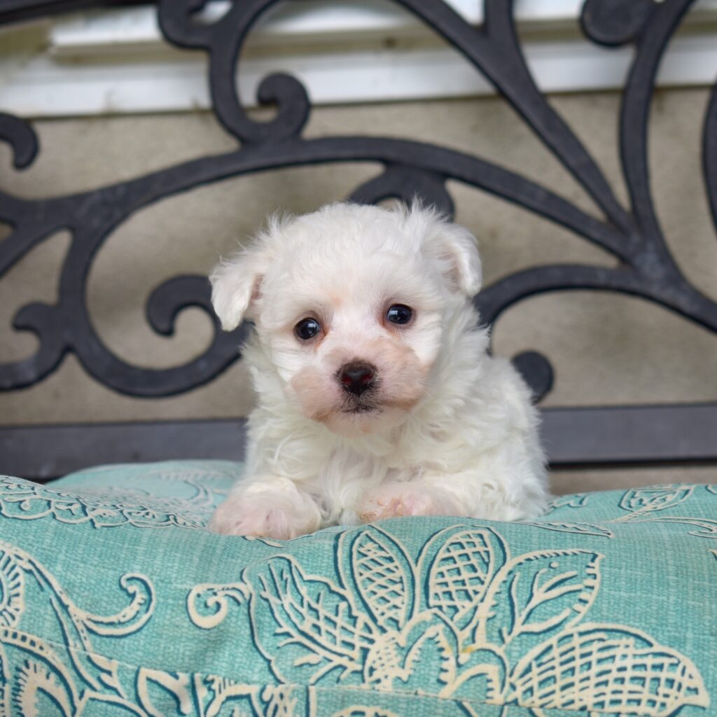 bichon frise mini puppy