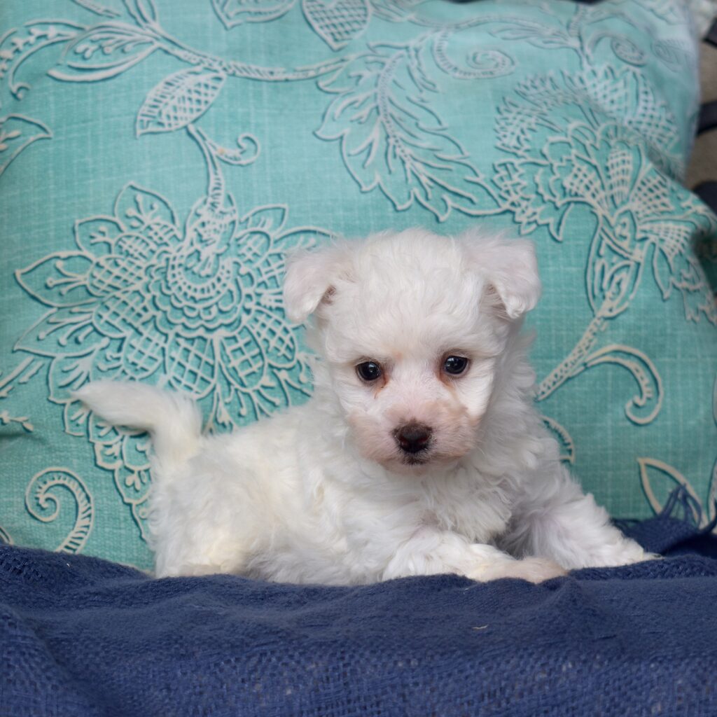 bichon frise mini puppy for sale