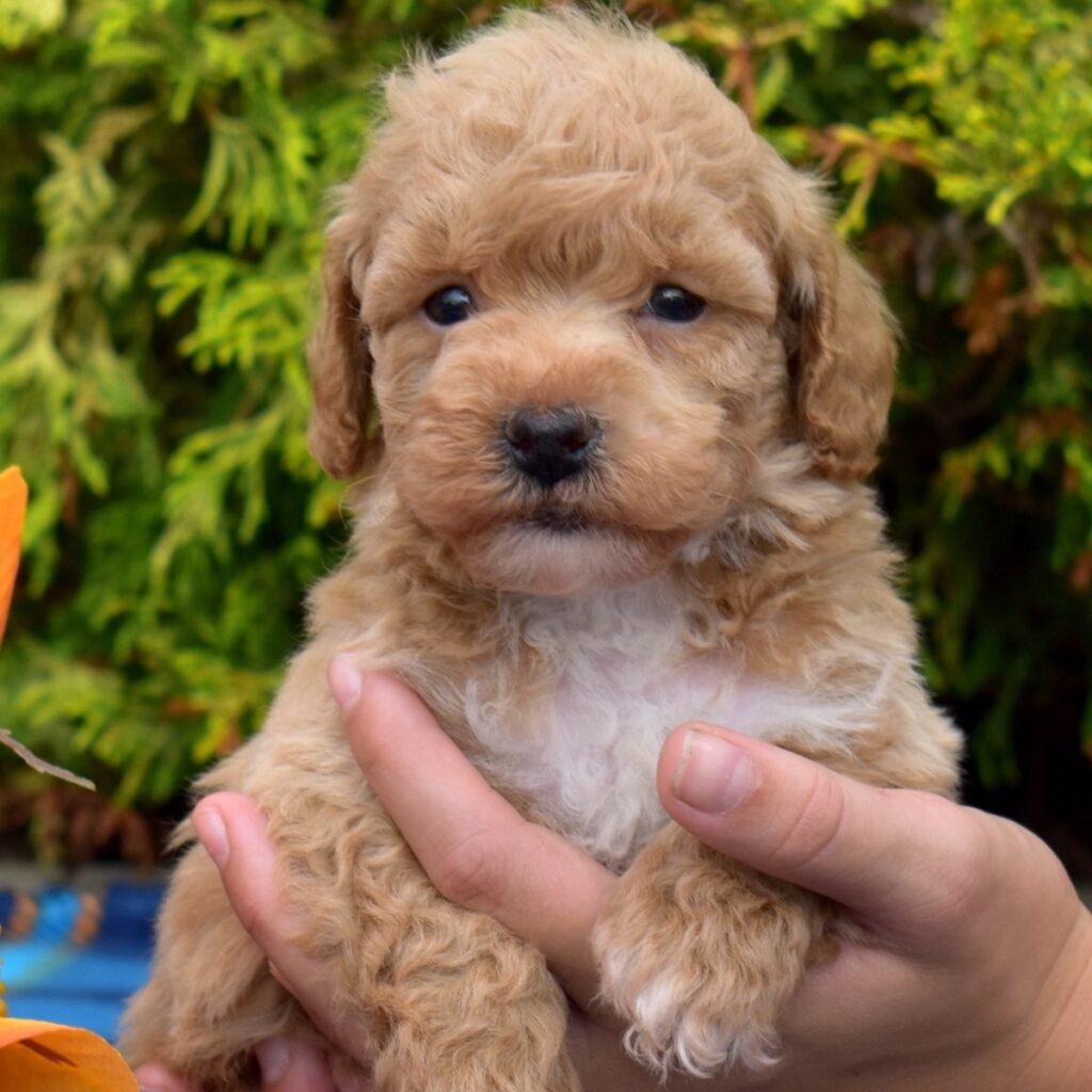 bichpoo puppies for sale in pa