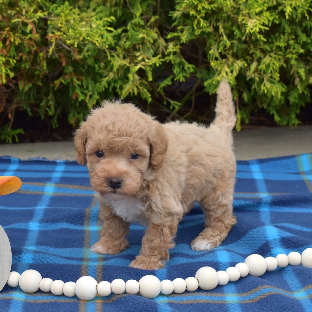 bichpoo puppies for sale in pa near nj