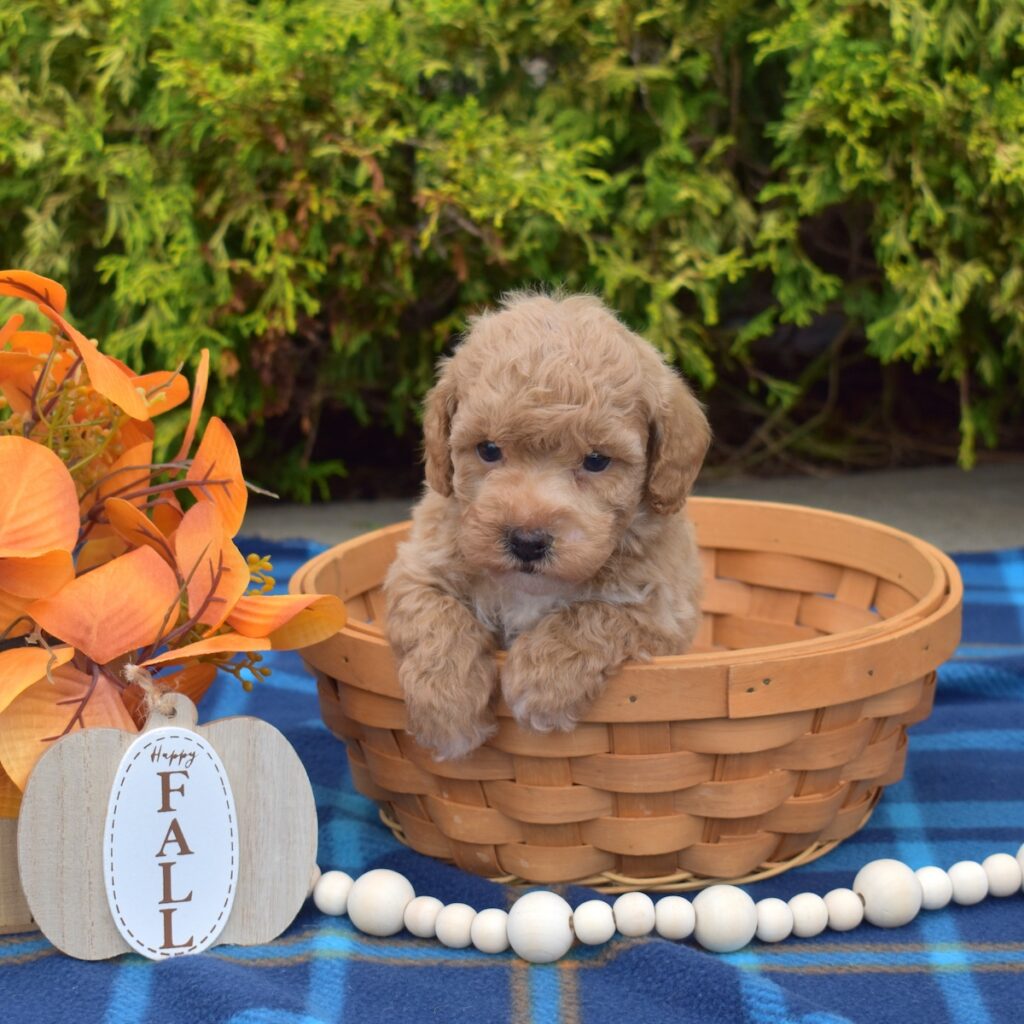 bichpoo puppies for sale in pa near ny