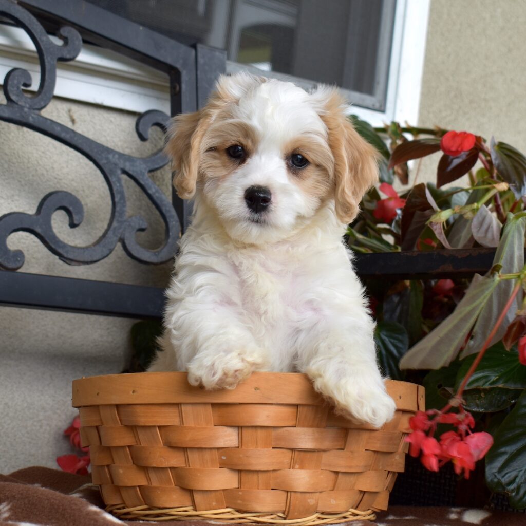 cavachon breeder