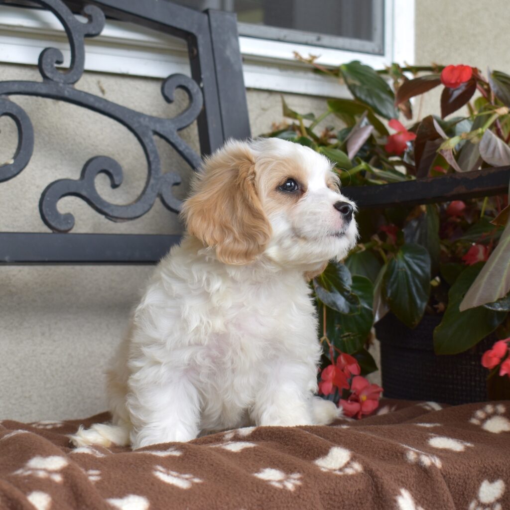 cavachon breeder in pa