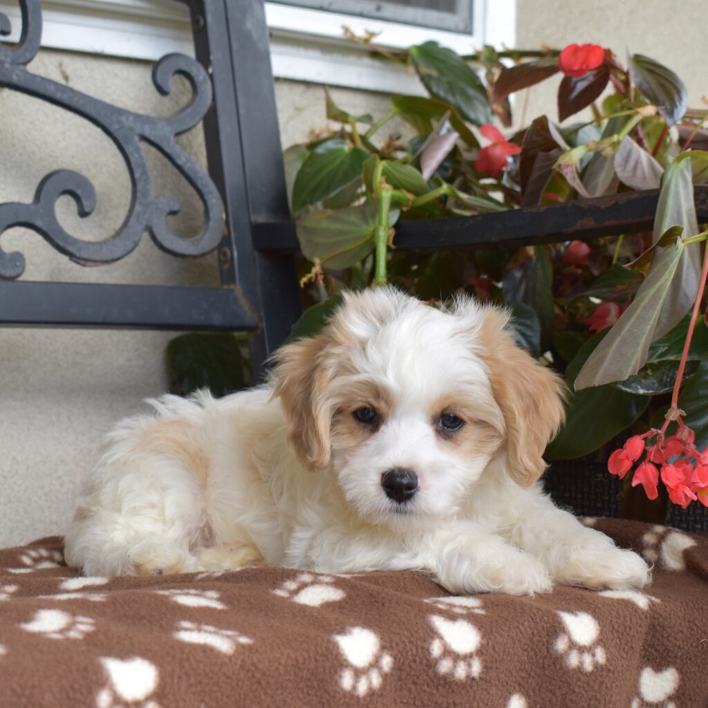 cavachon breeder near me