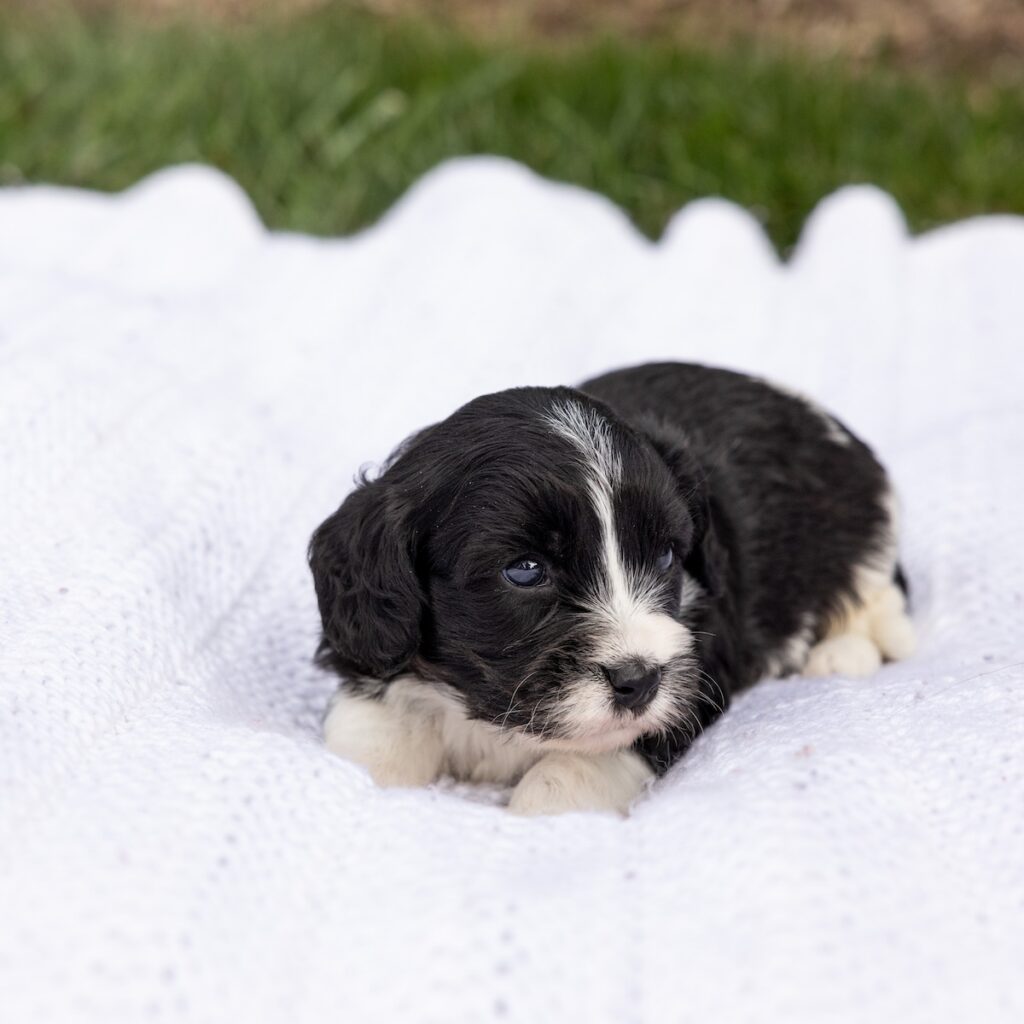 cavachon breeder pa