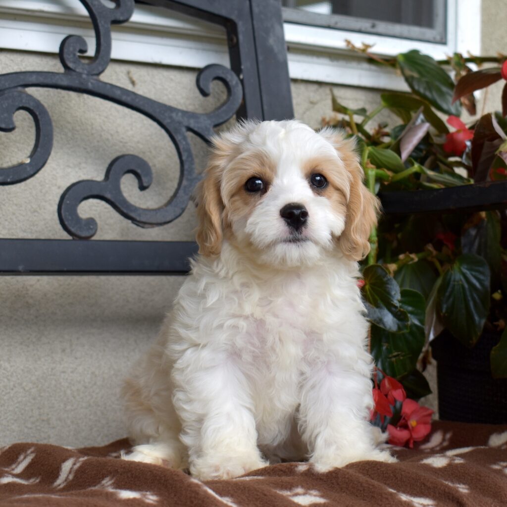 cavachon breeder pa