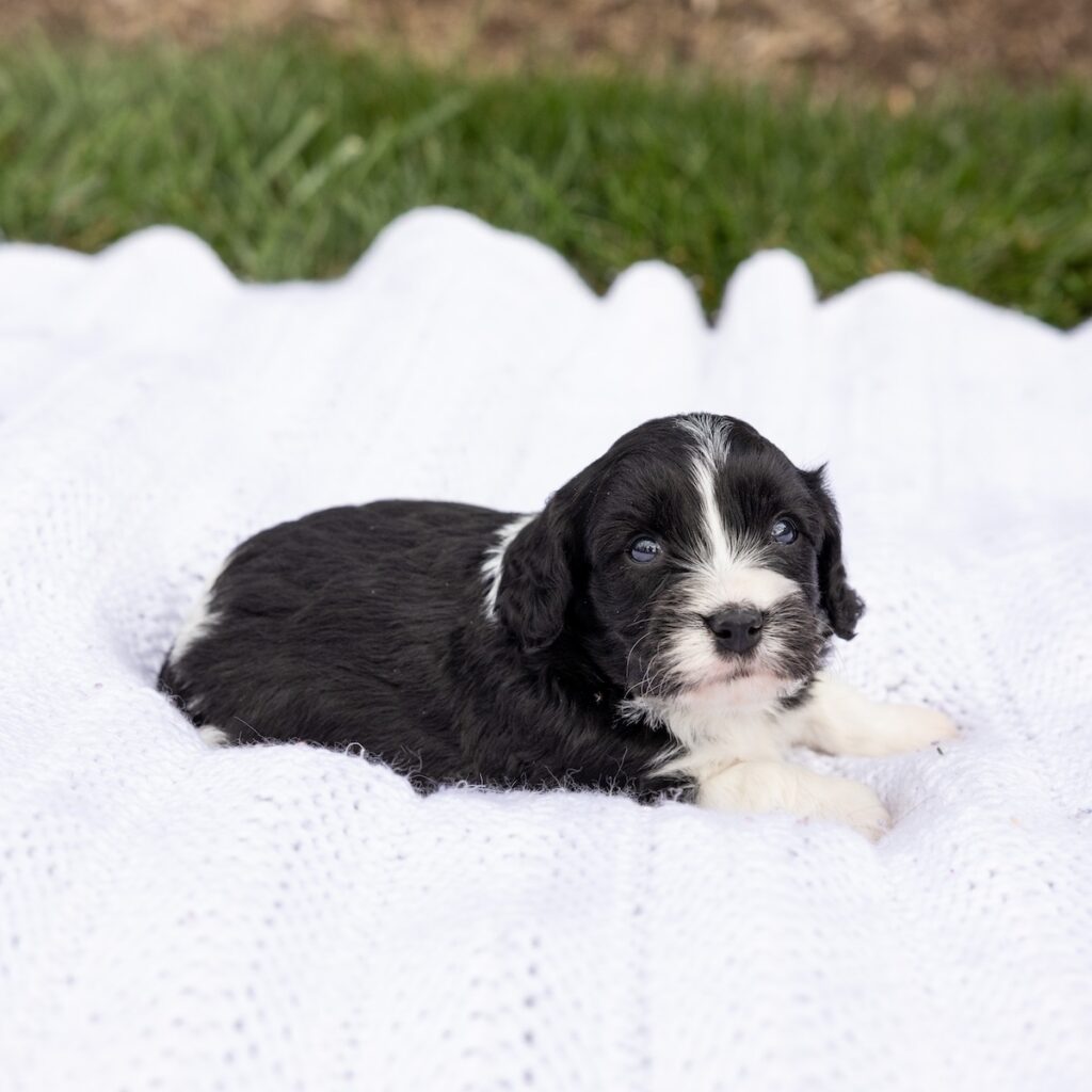 cavachon breeder pa near me