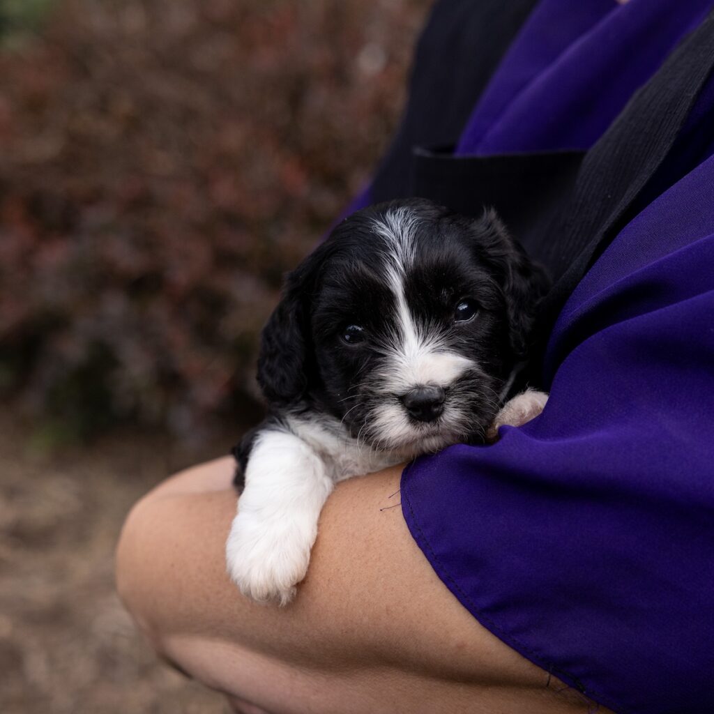 cavachon breeder pa puppies