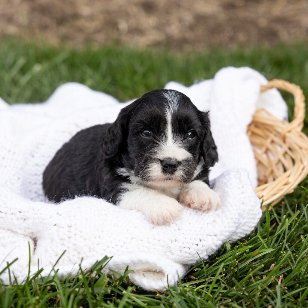 cavachon breeder pa puppies for sale