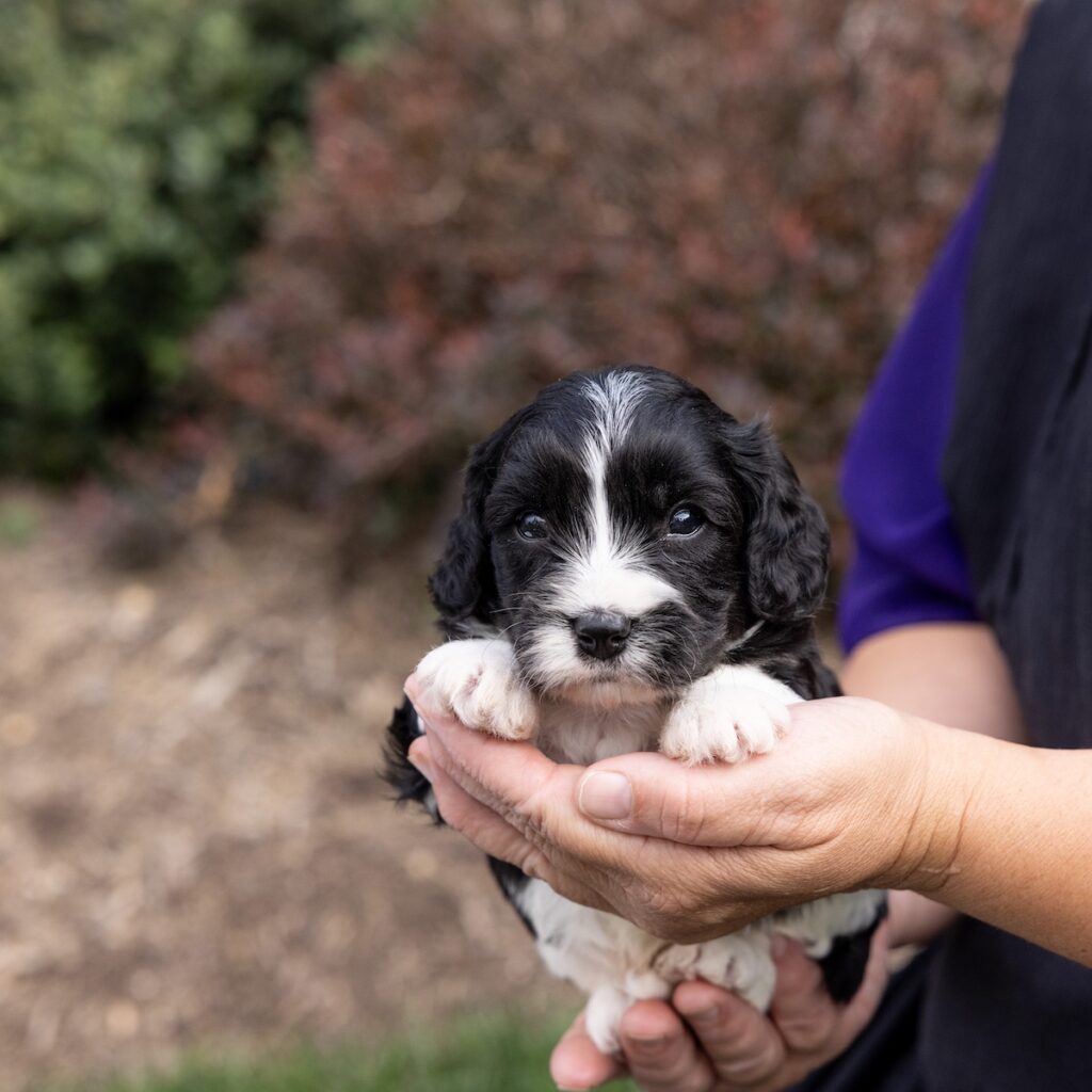 cavachon breeder pa trusted