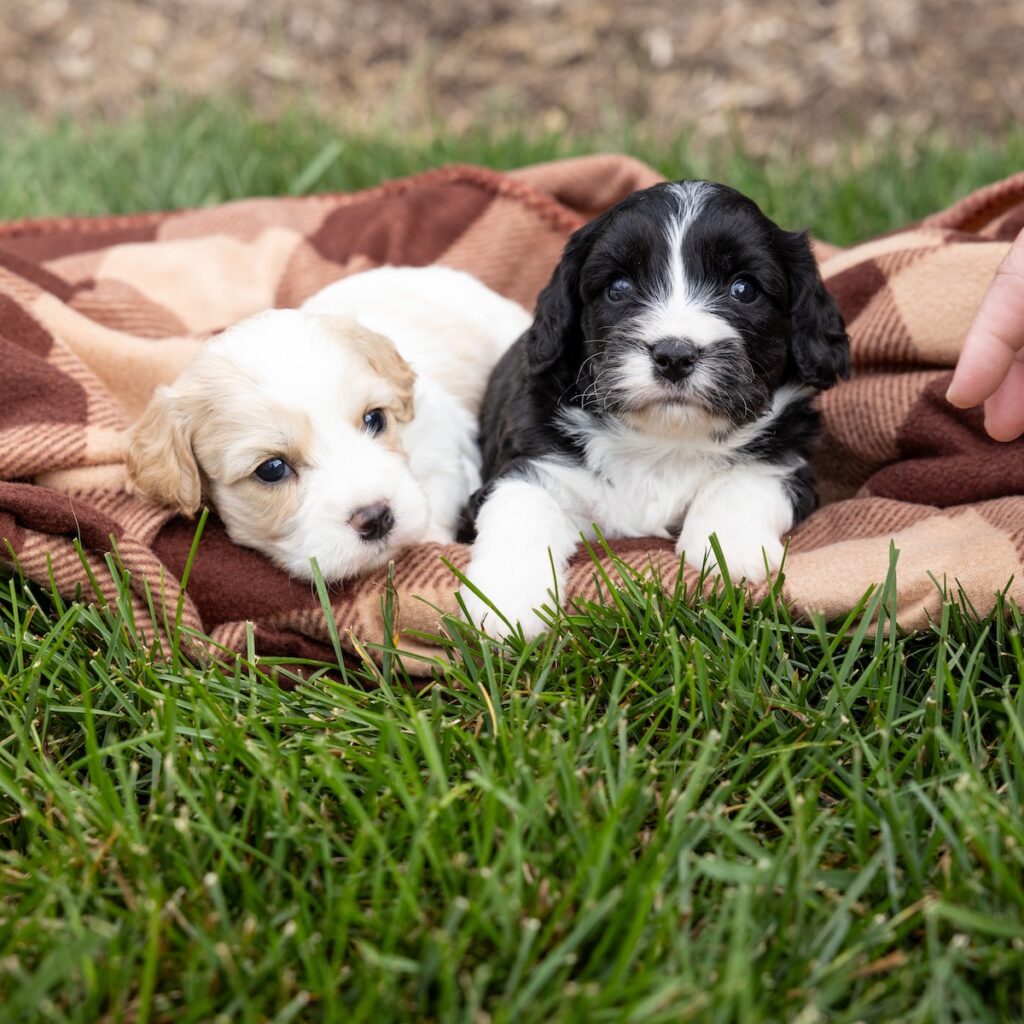 cavachon breeder pa with cavachon puppies pa