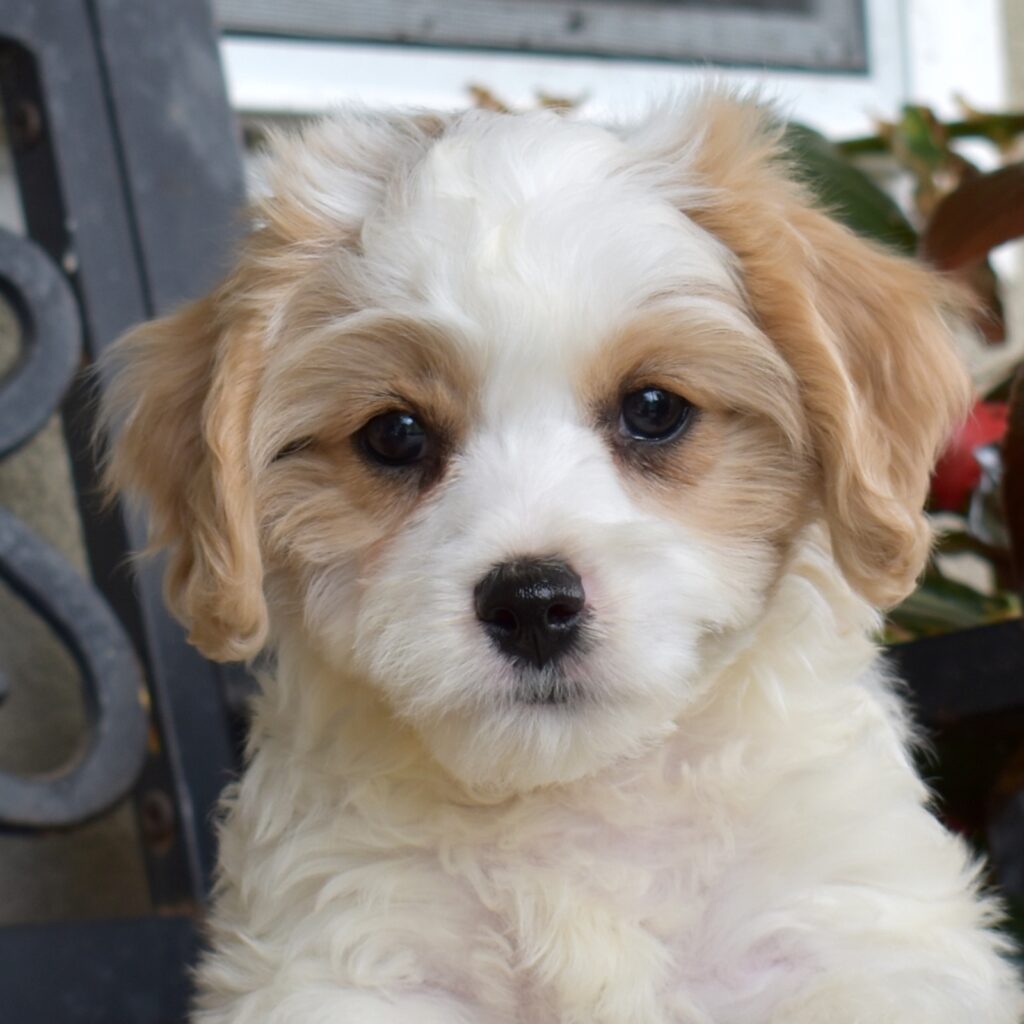 cavachon breeders