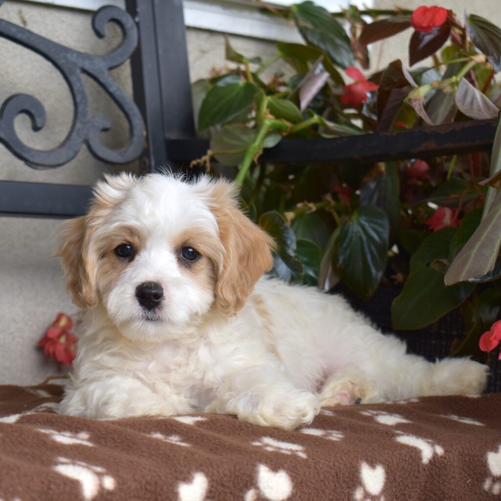 cavachon breeders pa