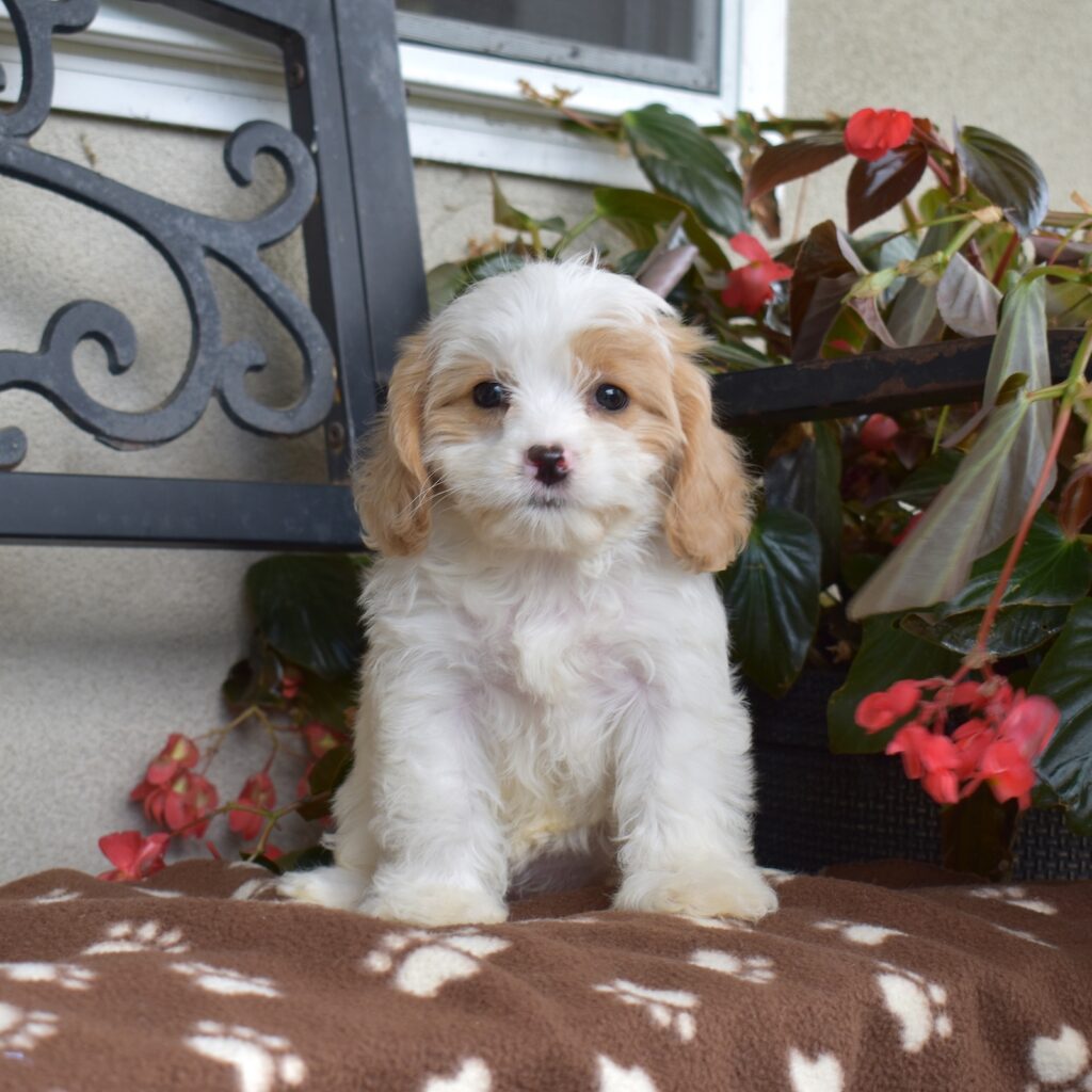 cavachon for sale pa