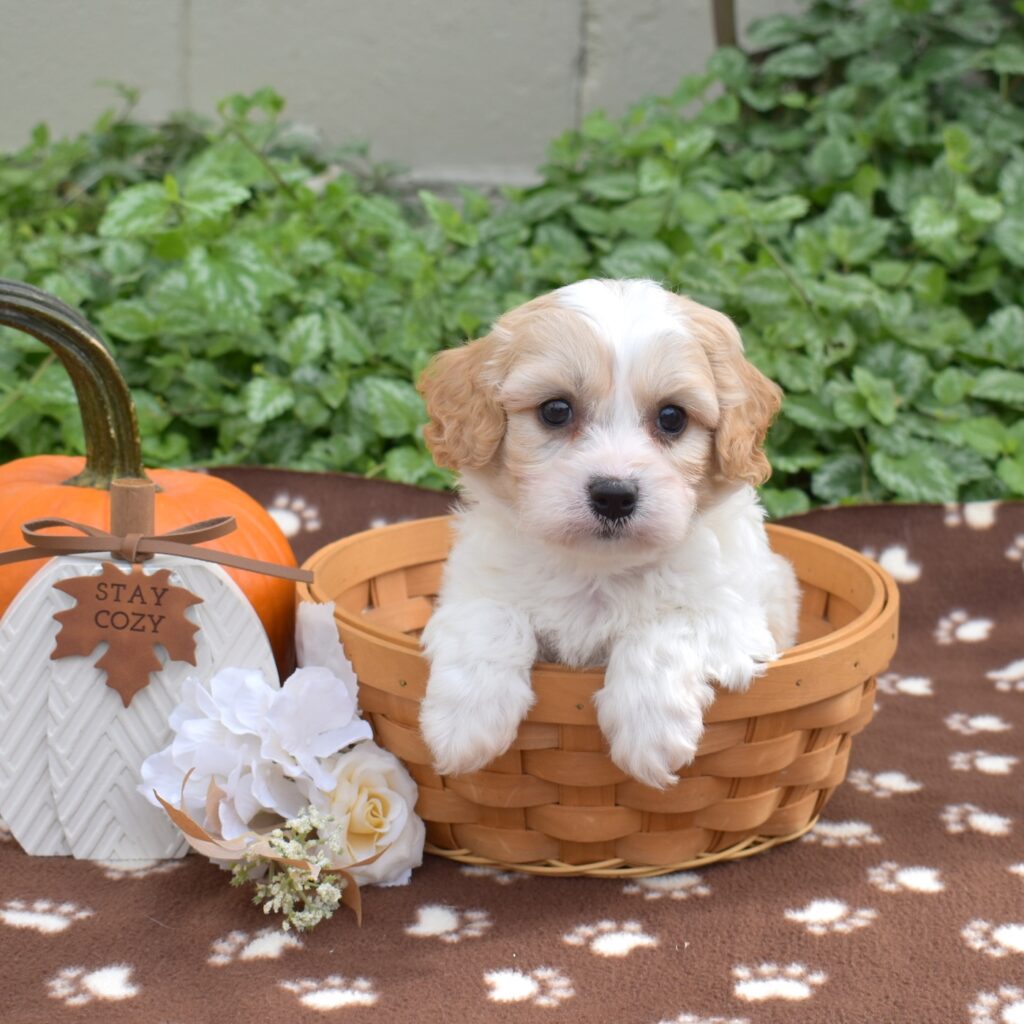 cavachon puppies pa