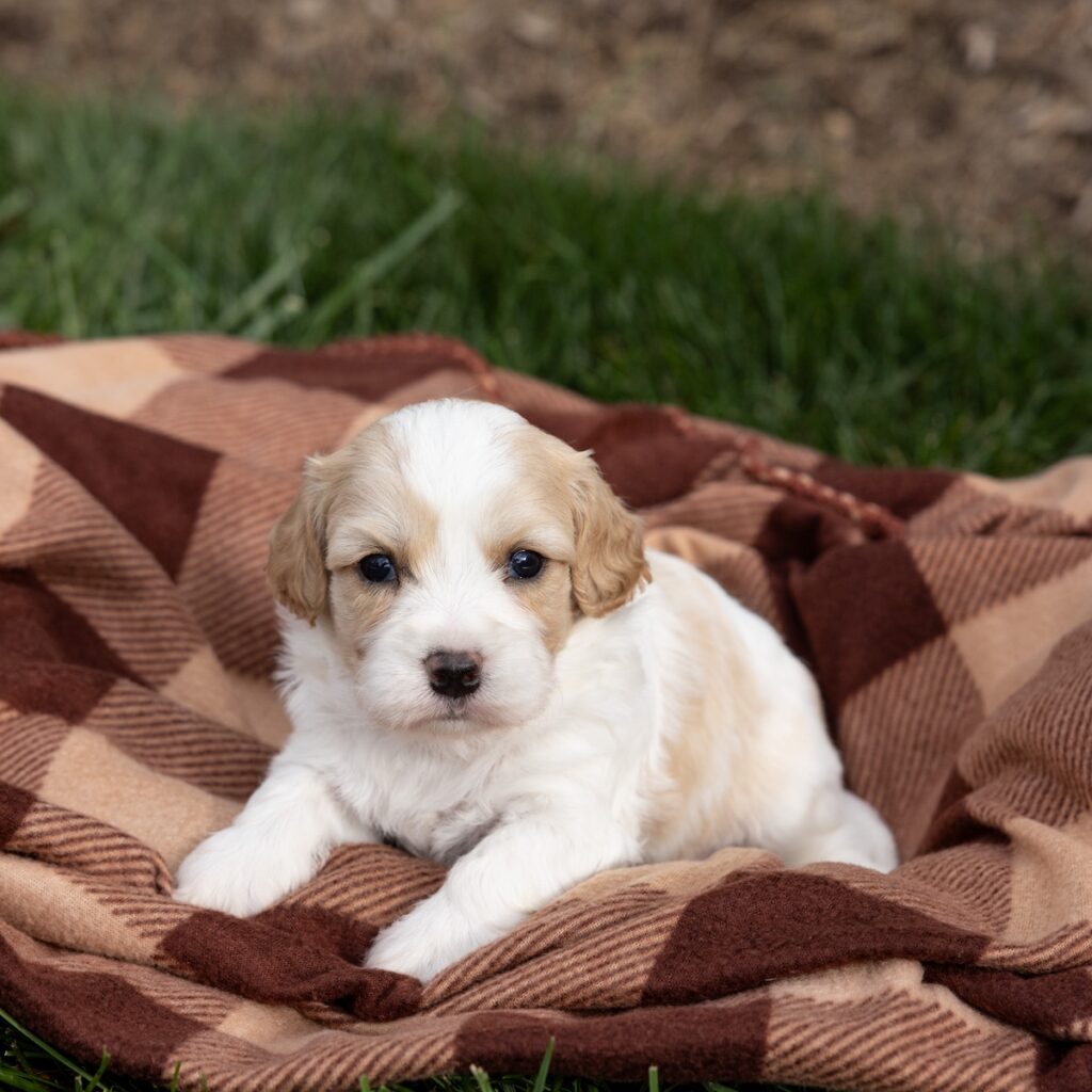 cavachon puppies pa