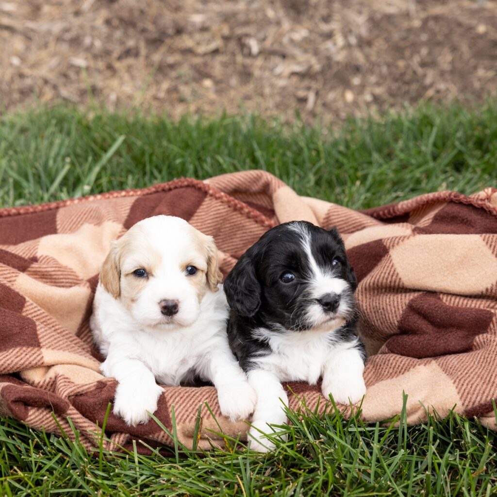 cavachon puppies pa and cavachon breeder pa