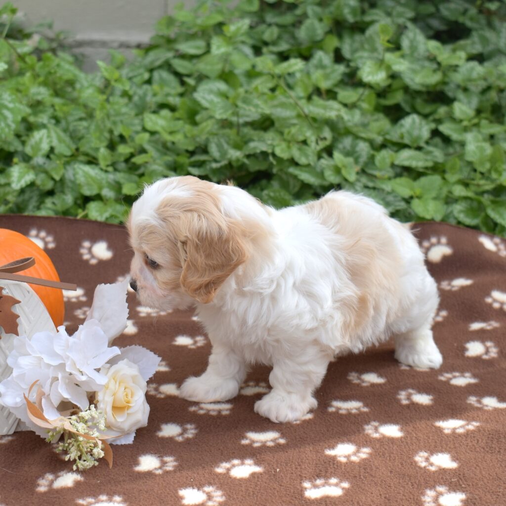 cavachon puppies pa breeder