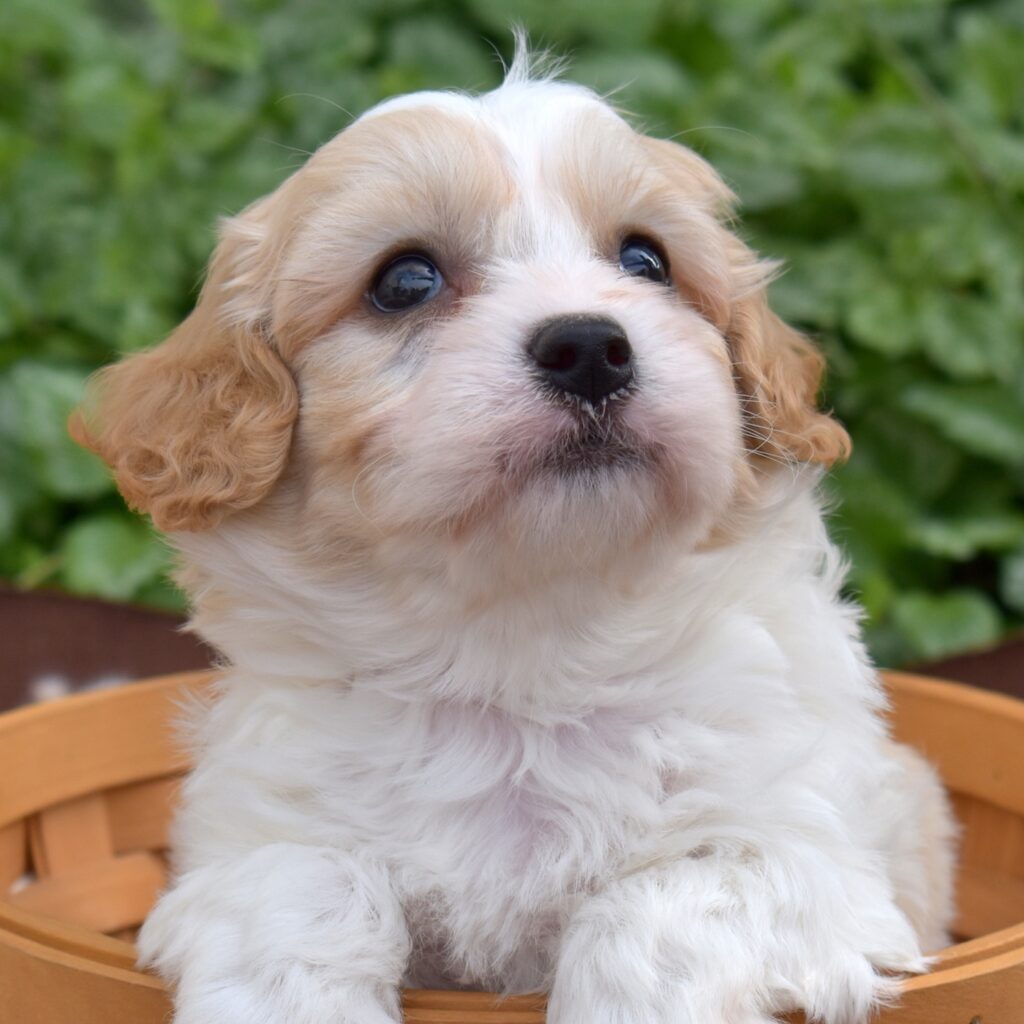 cavachon puppies pa dog breeder
