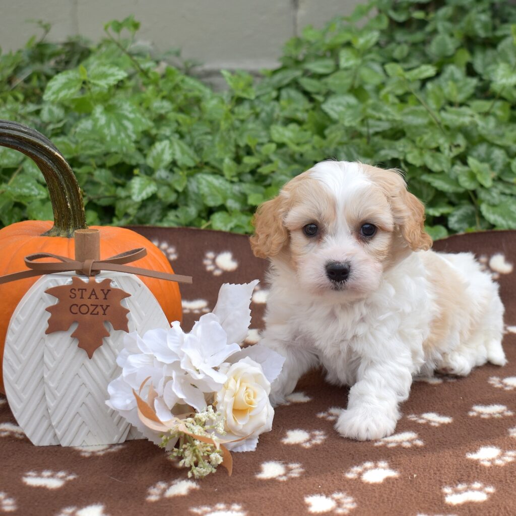 cavachon puppies pa dog breeders