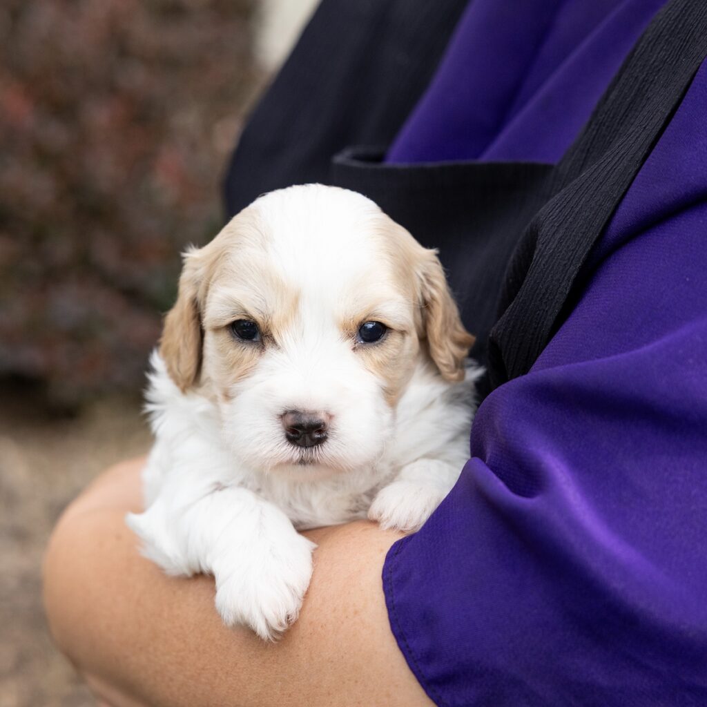 cavachon puppies pa for sale
